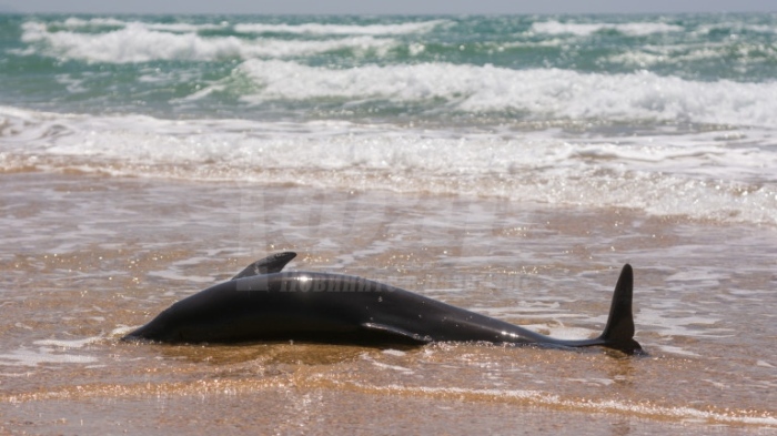 Откриха мъртъв делфин на плаж „Смокиня“
